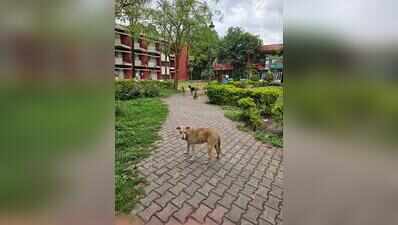 Mother shields infant from pack of stray dogs, suffers injuries