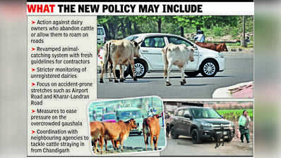 Mohali plans tough policy on stray cattle, dogs