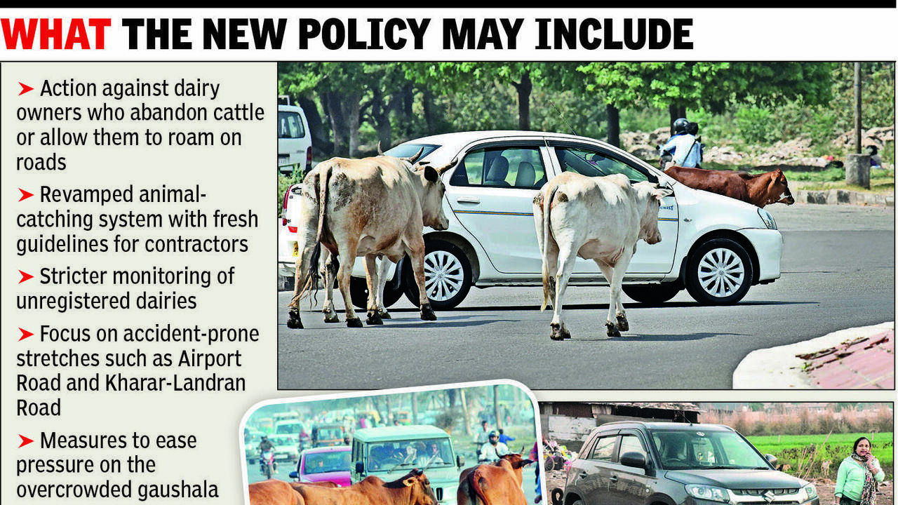 Mohali plans tough policy on stray cattle, dogs
