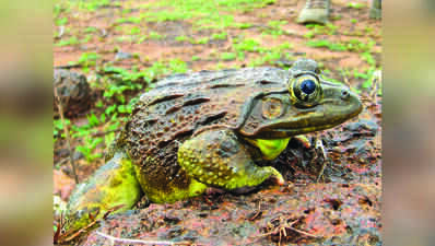 Chorus of bullfrogs grows fainter with each passing monsoon in Goa