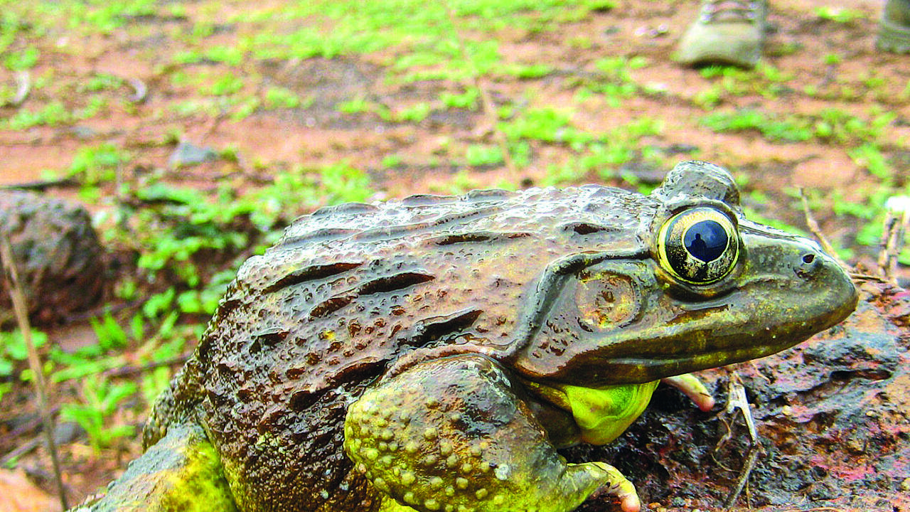 Chorus of bullfrogs grows fainter with each passing monsoon in Goa