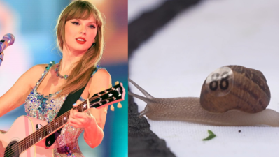 Who is Snailor Swift? Taylor Swift-inspired snail wins World Snail Racing Championships