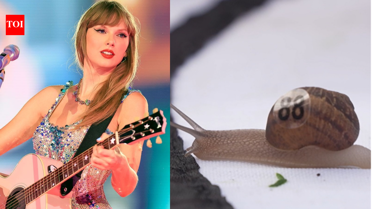 Who is Snailor Swift? Taylor Swift-inspired snail wins World Snail Racing Championships
