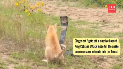 Ginger cat fights off a massive hooded King Cobra in attack mode till the snake surrenders and retreats into the forest