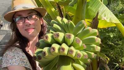 Bananas bloom in UK gardens as warmer weather transforms what people can grow