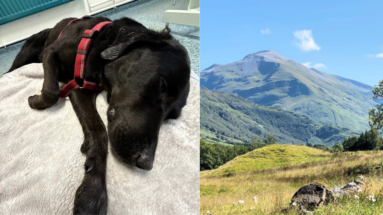 A dog ate marijuana on Scotland's highest mountain, got too high to stand and had to be carried down by mountain rescuers