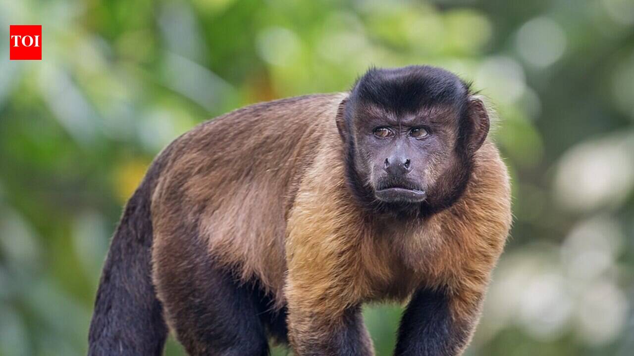 Scientists gave one monkey a grape and its neighbour a cucumber, and the short-changed capuchin threw the cucumber back in an early study of animal responses to unfairness