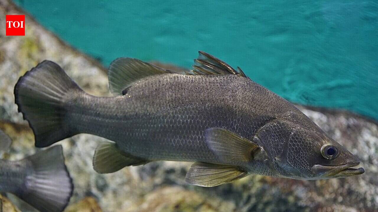 The Impact of Nile Perch Introduction on Lake Victoria's Biodiversity