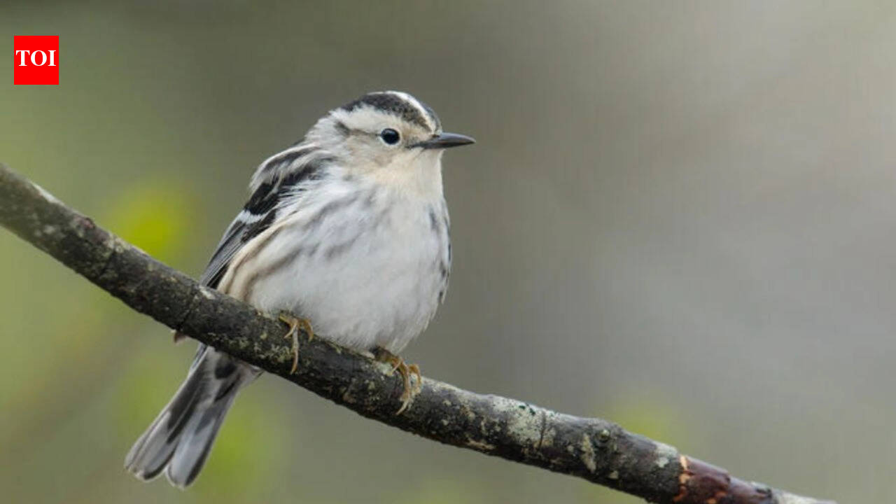Canadian wildfire smoke linked to fewer sightings of 40 bird species in New York