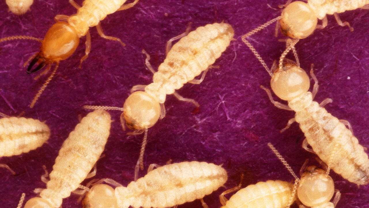 After World War II, Formosan termites likely arrived in New Orleans in military cargo; today, they threaten the historic French Quarter and require area-wide control