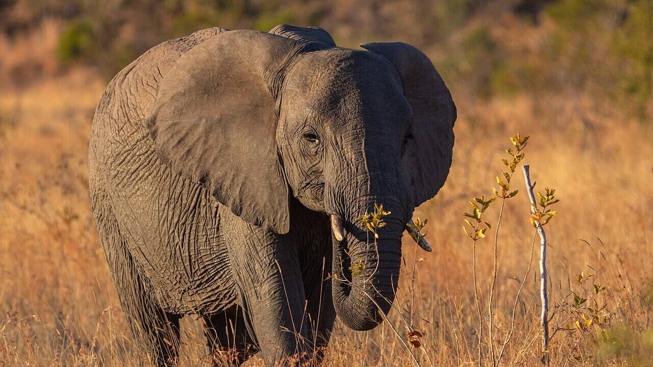 In 2007, scientists played the sound of disturbed bees to wild elephants and watched many flee, inspiring farmers in more than 20 countries to use live beehive fences to help protect crops
