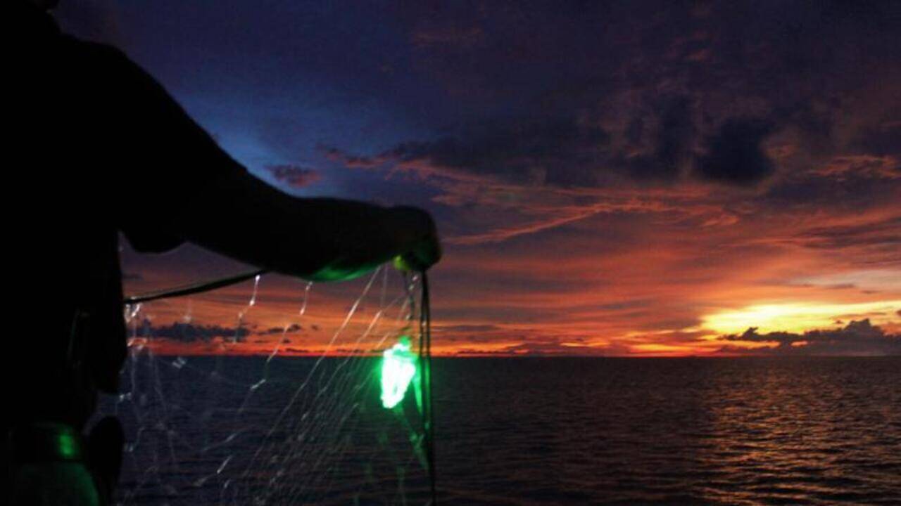 Stringing green LED lights along fishing nets cut bycatch by 63% in trials, prompting coastal fisheries to test glowing nets