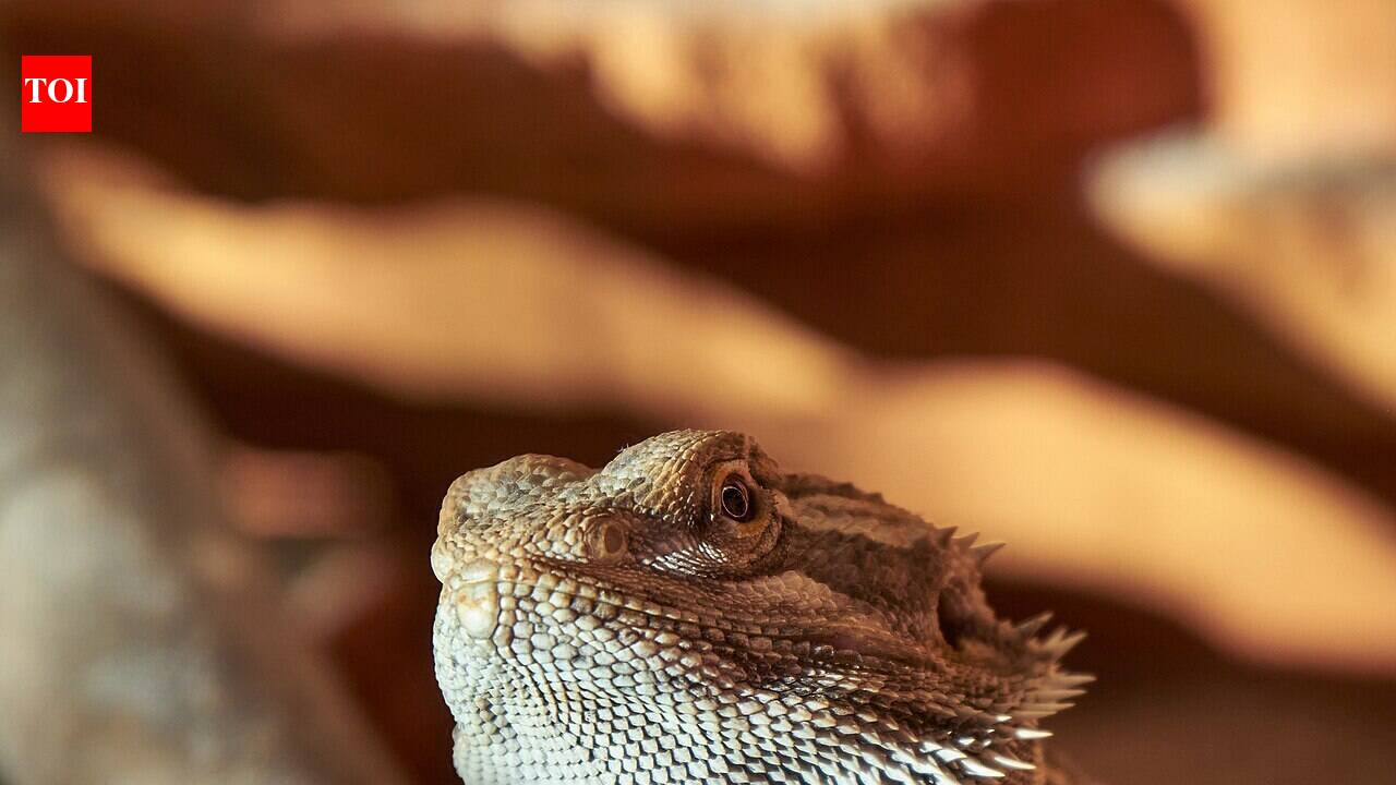 A bearded dragon watched another lizard slide open a door, then copied it, providing experimental evidence of imitation-based social learning in a reptile