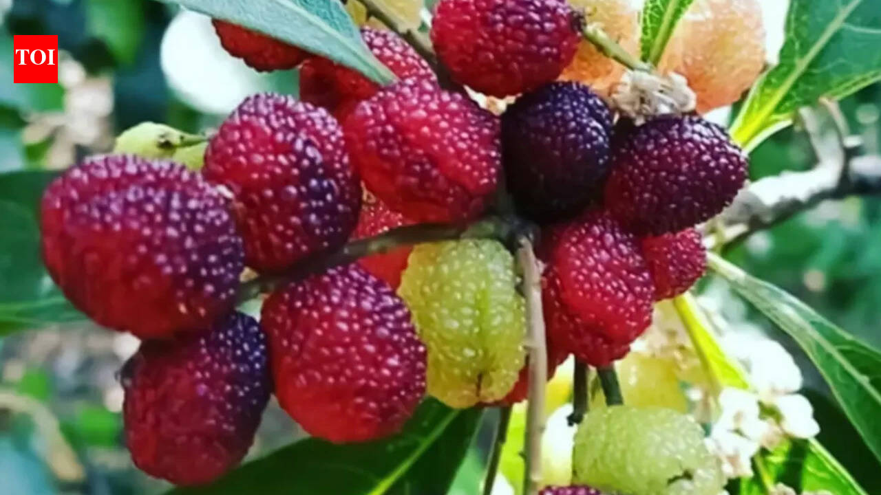 Jungle se table tak: The food story behind Uttarakhand's homestays