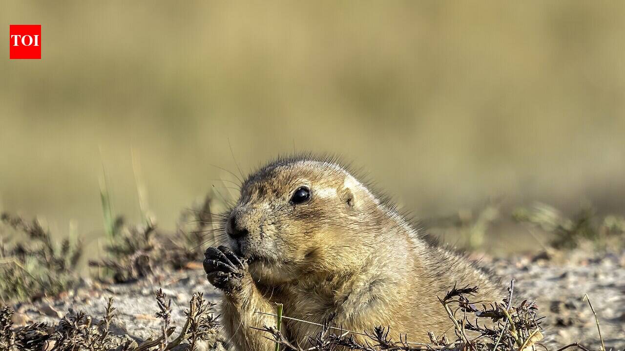 Scientists found prairie dog alarm calls vary with an intruder's size, shape and even shirt colour, revealing unexpectedly detailed communication