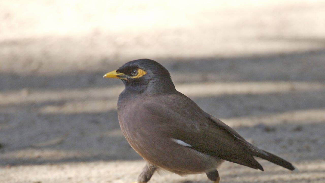 In 1862, the Indian myna was shipped to Melbourne to control crop pests and is now one of only three birds on the world's 100 worst invaders