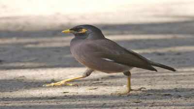 In 1862, the common myna was brought to Melbourne to control crop pests and is now one of only three birds listed among the world’s 100 worst invasive species