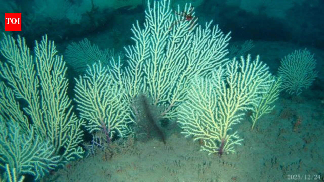 Scientists marked this coral reef as dead in the 1960s; underwater drones found it alive...