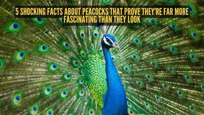 5 shocking facts about peacocks that prove they're far more fascinating than they look