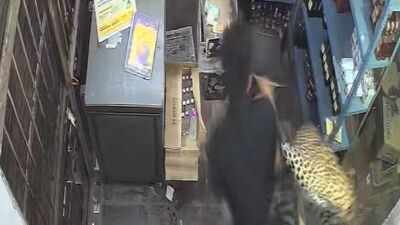 Caught on CCTV: Leopard storms Rajasthan liquor shop, mauls 2 men