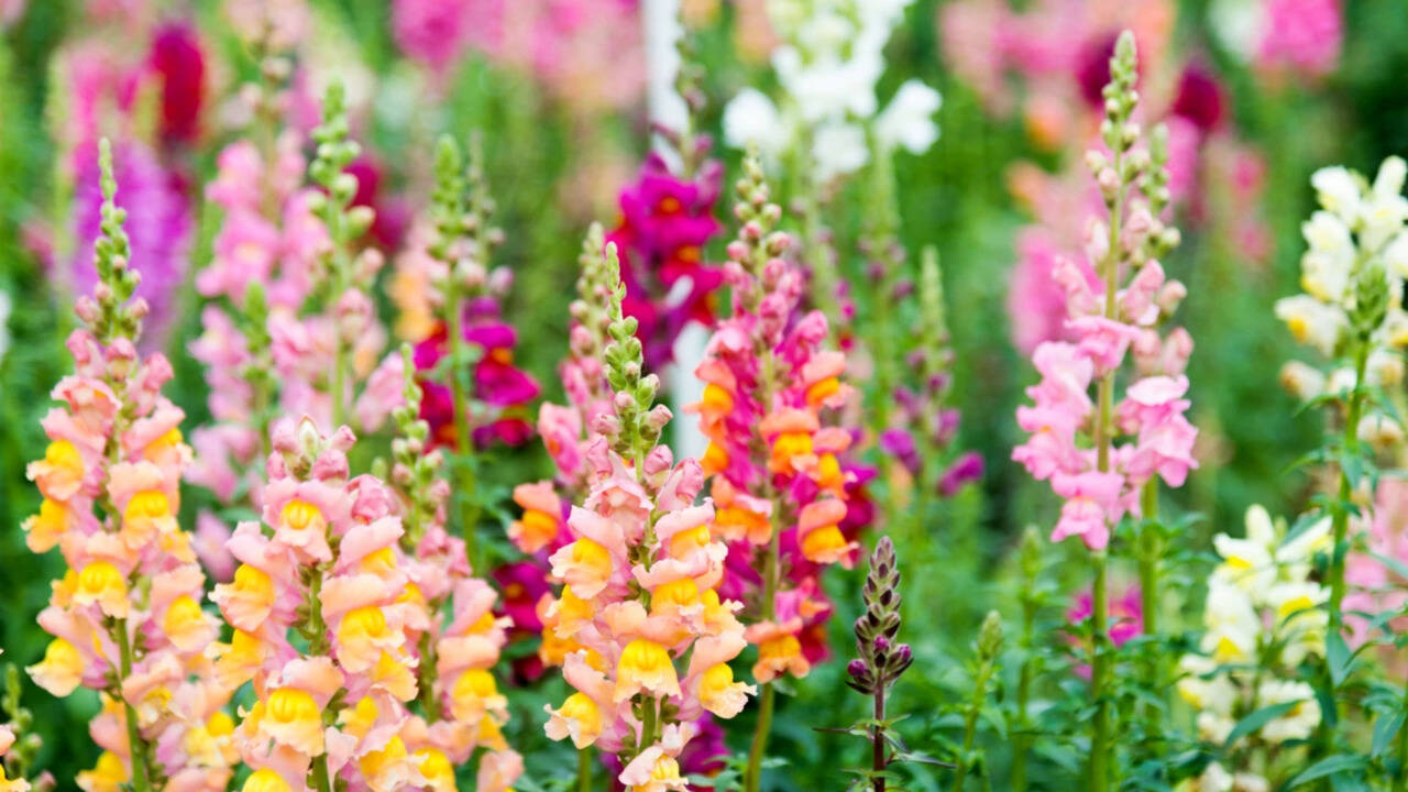 How wild snapdragons fine-tune their shades to attract bees; even the smallest change decide which genes survive