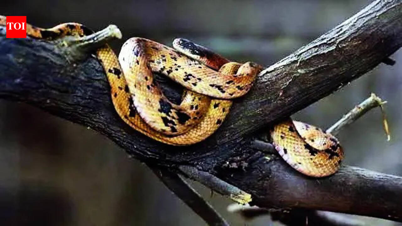Multi-crore snakebite scam: Doc, lawyers among 17 arrested in Chhattisgarh