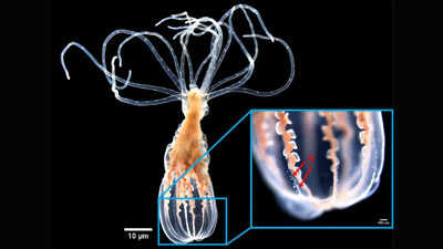 Scientists found that a sea anemone can distinguish helpful bacteria from harmful bacteria without antibodies or immune memory cells