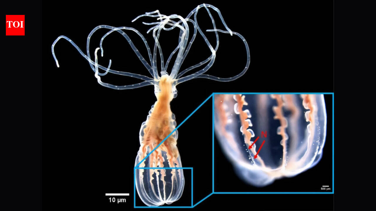 Scientists found an anemone that can distinguish helpful bacteria from harmful bacteria without...