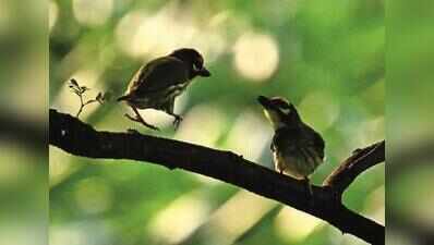 MLA: Bhandup bird park to host 250 migratory species