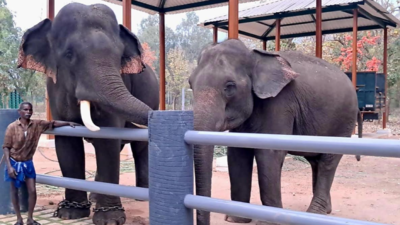 Chadivayal Elephant Camp may soon become a tourist attraction in Coimbatore