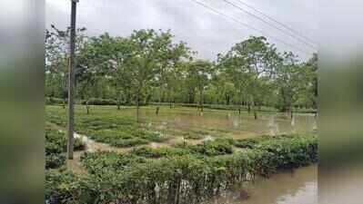Cloudburst in Nagaland triggers flood in Nazira tea belt, relief efforts on