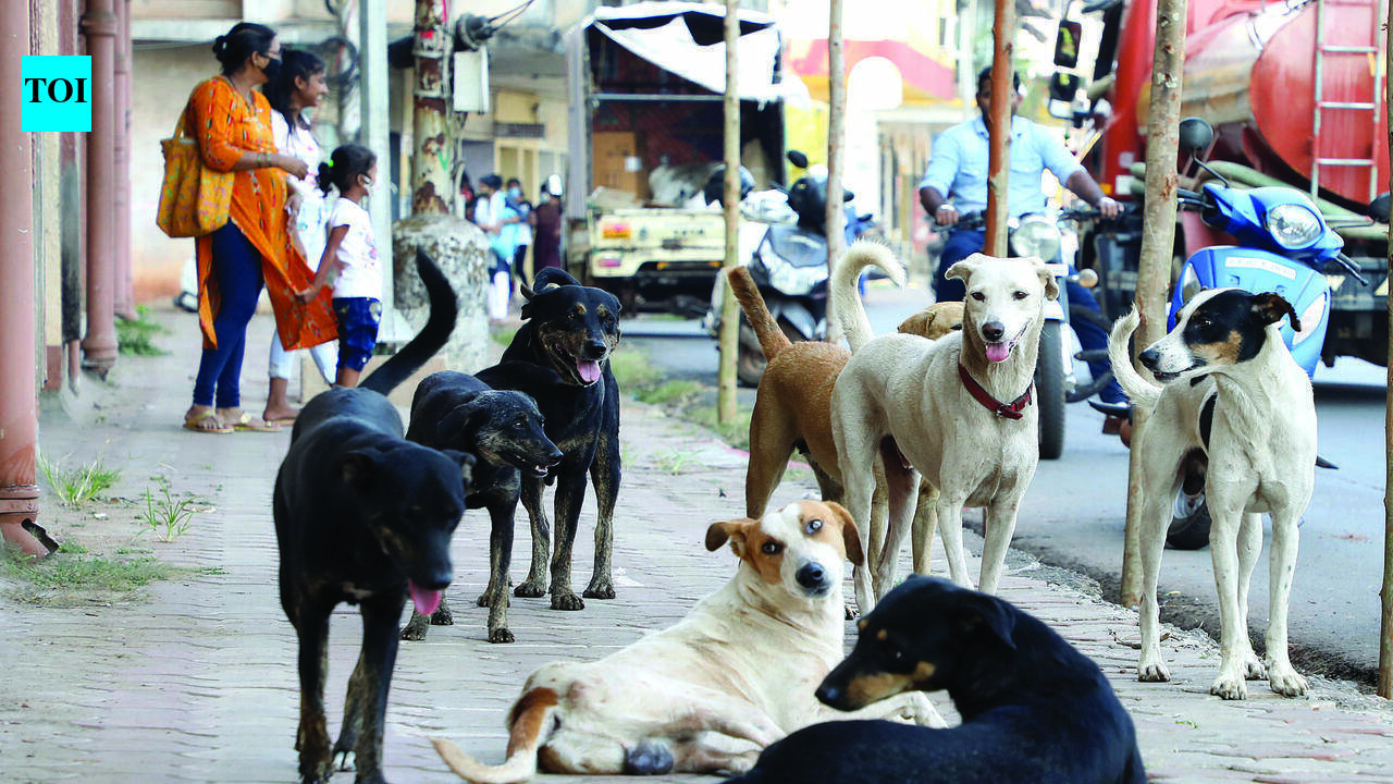 After 10 yrs, govt to reconstitute SPCA
