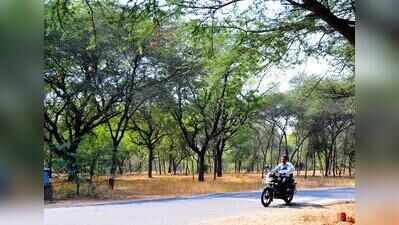 Civic body rolls out blueprint to turn Ahmedabad green