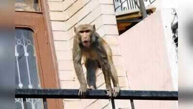 Monkey menace panel must act, not exist only on paper: HC to UP