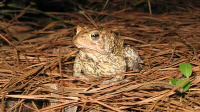 Texas released 3 million eggs to bring back a toad that disappeared from Houston 50 years ago; one male has now appeared in restored habitat