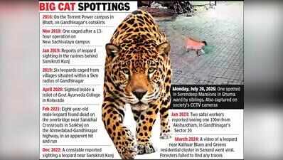 Ahmedabad: Leopard strays into society, puts Shela in a spot