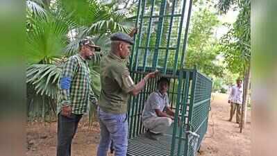 Ahmedabad: Leopard strays into society, puts Shela in a spot