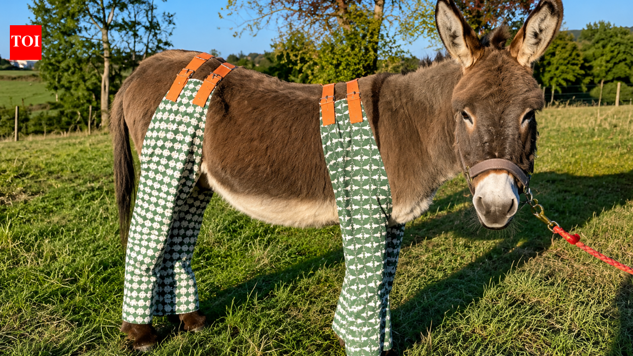 As temperatures soar, dozens of donkeys in UK are wearing pyjamas and 'don-gerees' to stop painful insect bites, and the clever reason is winning hearts