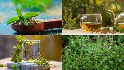 5 Health benefits of Tulsi leaves: Why this everyday kitchen herb deserves a spot in your diet