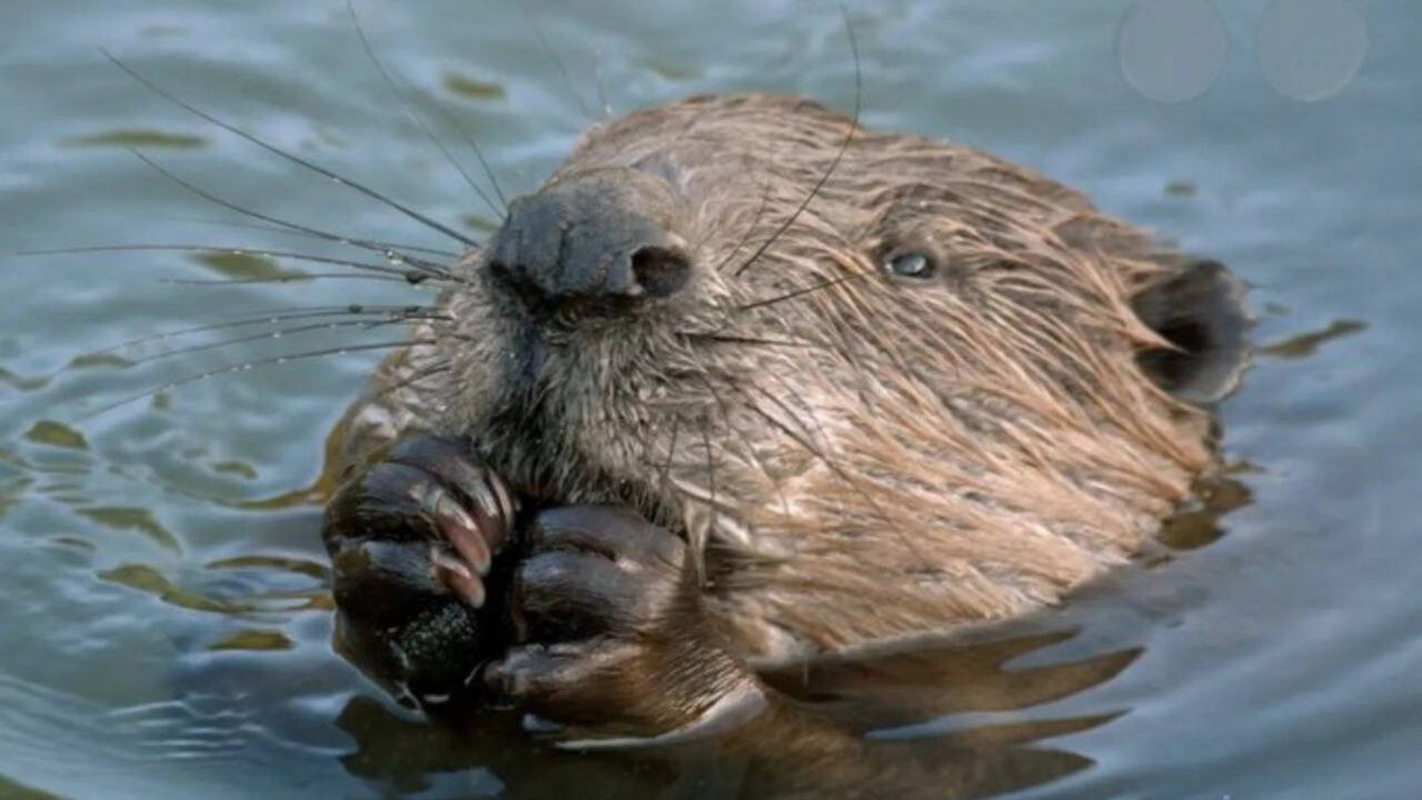West London streets flooded annually with heavy rains: Five little beavers solved the problem for free by building an extensive dam network