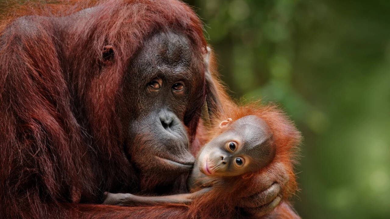 Orangutan mothers skip lunch to arrange jungle playdates for their young