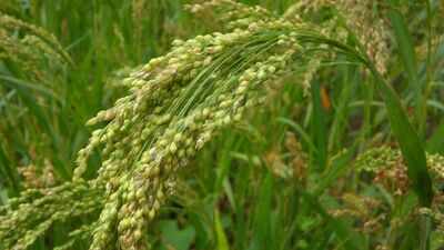 Aboriginal people harvested channel millet for thousands of years, and scientists have now found the native grass carries 12 copies of each chromosome