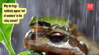 Why do frogs suddenly appear 'out of nowhere' in the rainy season?