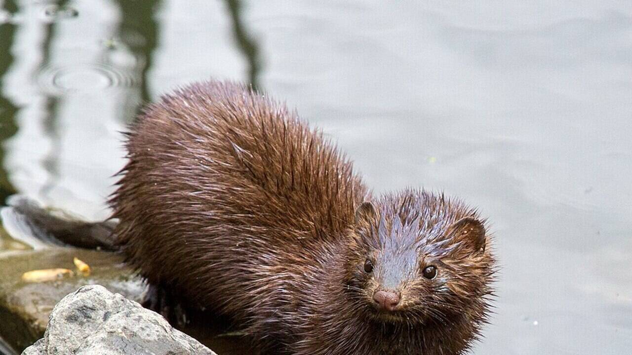Devastating Impact of American Mink on Britain's Water Voles