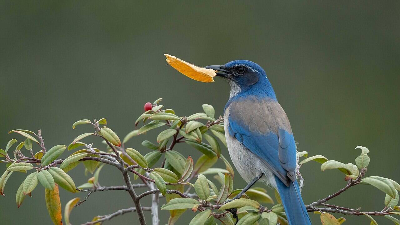 Scientists watched scrub jays bury food and recover it before it spoiled, offering early experimental evidence of episodic-like memory in an animal