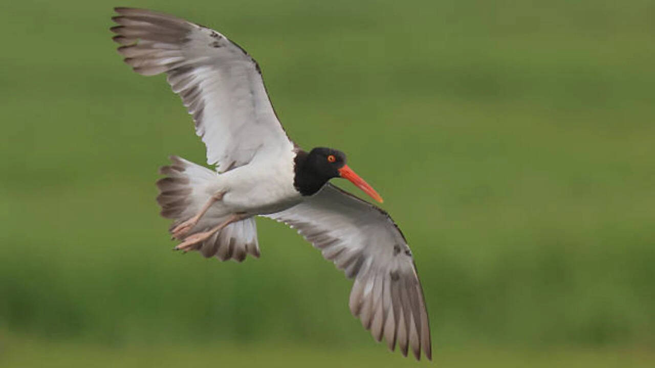 American oystercatchers were largely wiped out in New England: After a  million conservation push across 16 states, their numbers rose 45% along US coasts