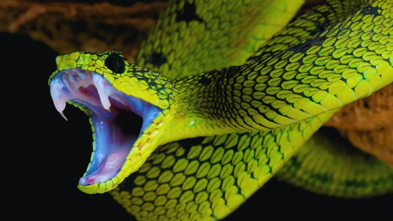 4 of India’s smallest venomous snakes travellers should know about