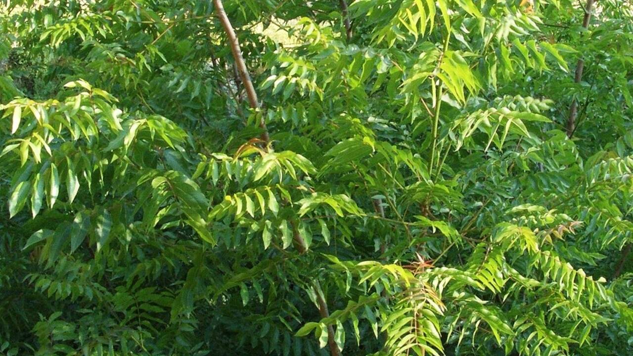 In 1784, the US imported China's Tree of Heaven as an ornamental shade tree; today, it poisons native plants and fuels the spotted lanternfly invasion