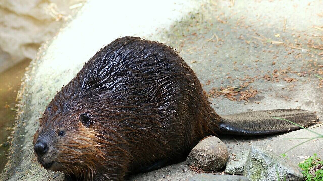 In 2022, a pair of beavers returned to north London for the first time in more than 400 years, where they began building dams and later produced a kit
