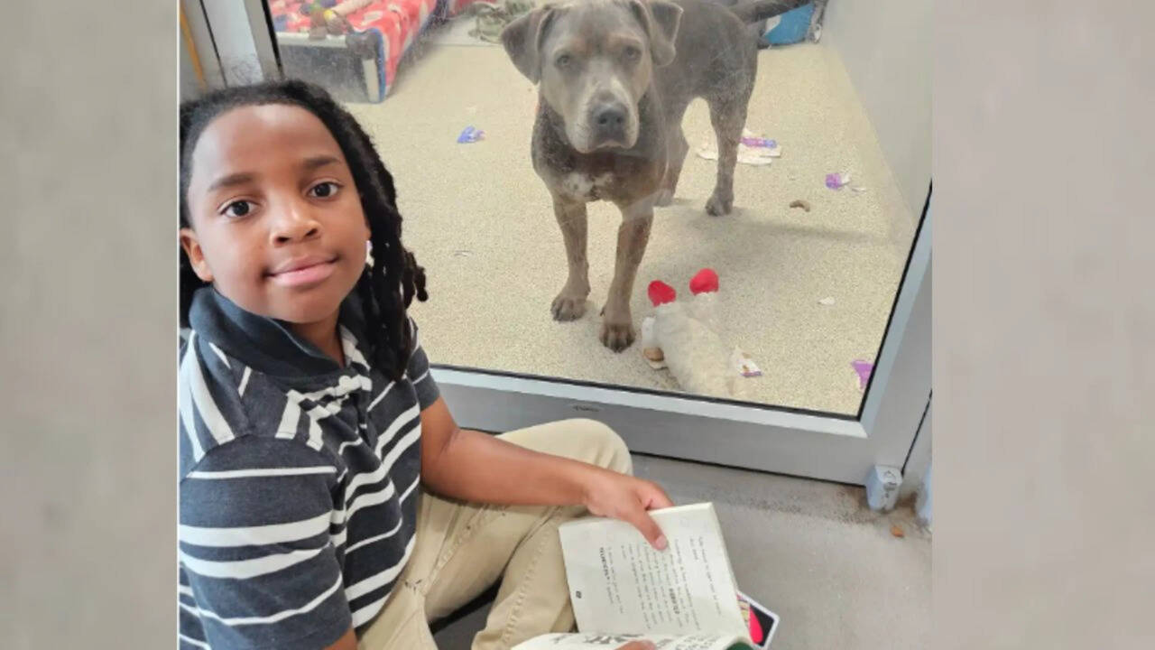 11-year-old reads books to shelter dogs and cats waiting for forever homes